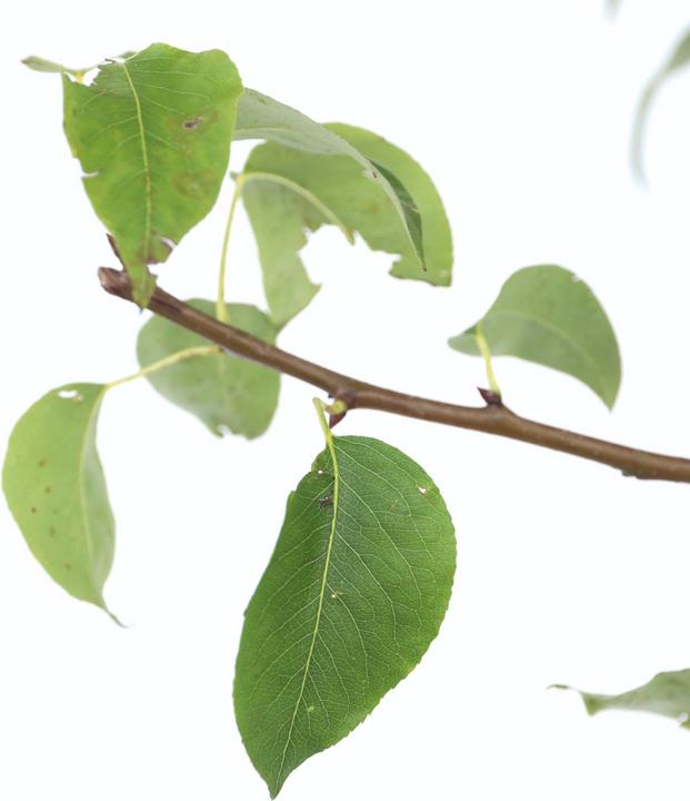 Immagine prodotto Plant in a Box Pyrus communis 'Conference' - Pero (90 cm)