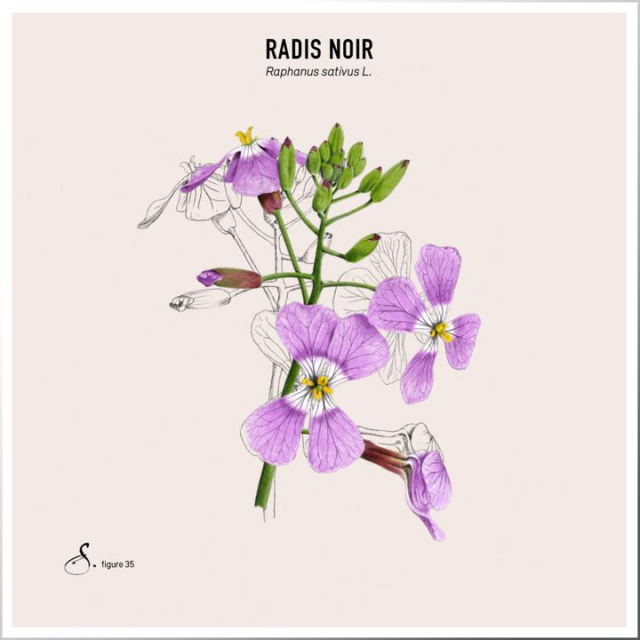 Image du produit Sekoya Radis noir & Gingembre | Détoxication du foie (80 pièce(s), Capsules)