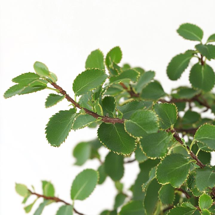 Immagine prodotto Plant in a Box Zelkova serrata - Bonsaibaume (25 cm)