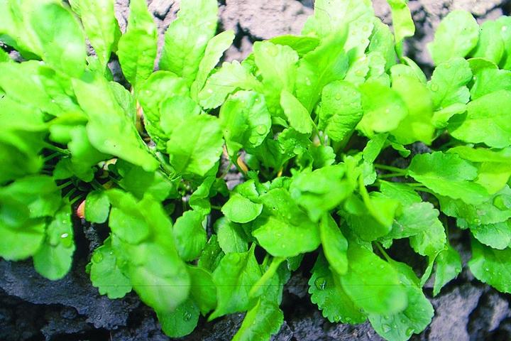 Produktbild Zollinger Bio Gartenkresse, Groka