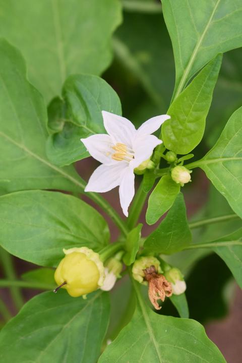 Immagine prodotto Living Seeds Paprika, Albaregia (Semi di verdura)