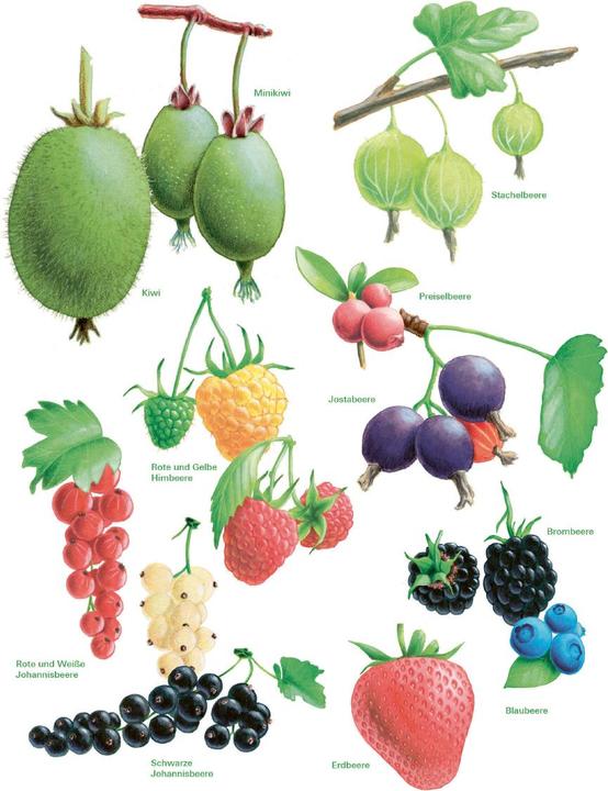 Image du produit Das grosse Gemüse- und Obstgartenbuch (Allemand, Joachim Mayer, 2025)