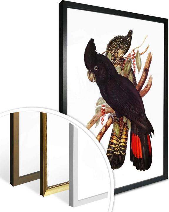 Image du produit Trenddeko Cacatoès noir (60 x 80 cm)