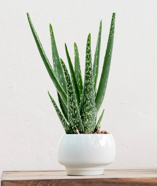 Immagine prodotto Mahaloplants Aloe vera (35 cm, Amichevole per gli animali)