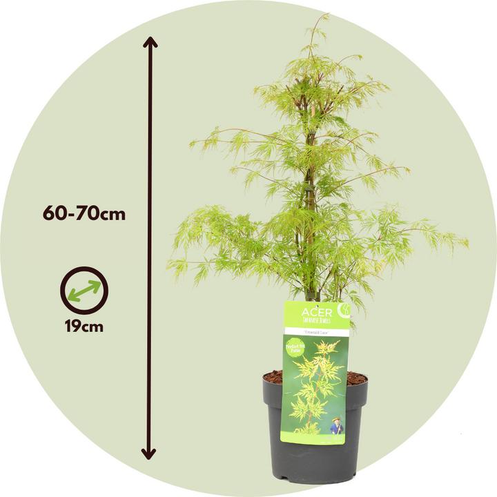 Actual product image Plant in a Box Acer palmatum 'Emerald Lace' - set of 2 maple trees (60 cm)