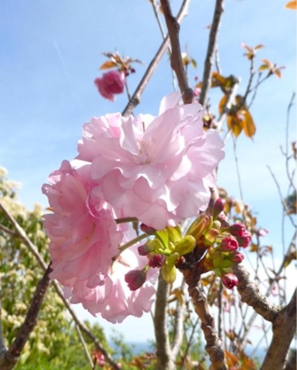 Produktbild Tropica Japanische Zierkirsche (Prunus Serrulata) (Keimlinge)