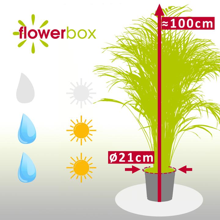 Actual product image Flowerbox Golden fruit palm - height ca. 100 cm, pot-Ø 21 cm - Areca Dypsis Lutescens (100 cm)