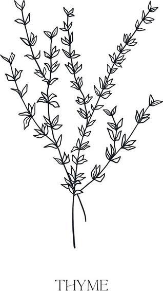 Thyme