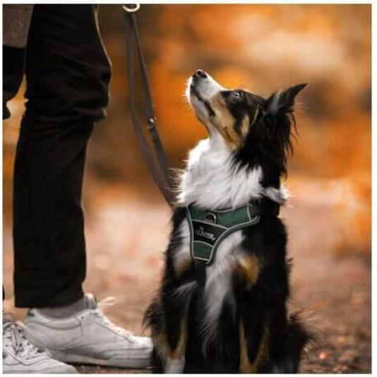Actual product image Hunter Divo tableware (M, Dog, Dog sport)