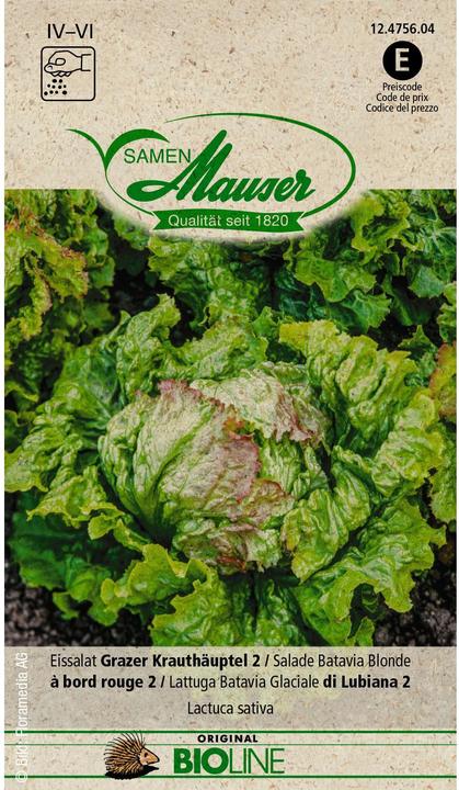 Image du produit Samen Mauser Laitue iceberg BIO Grazer Krauthäuptel 2 (Graines de légumes)