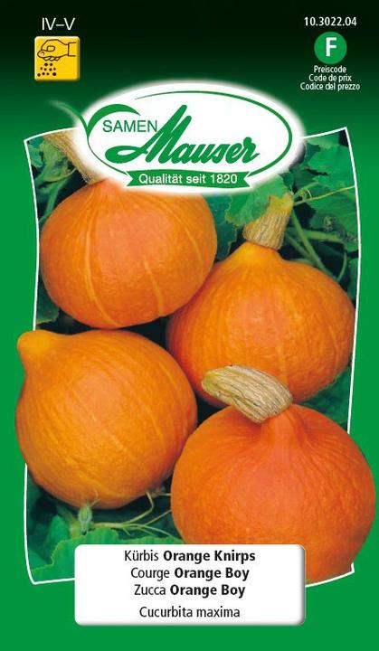 Peck orange citrouille (Graines de légumes)