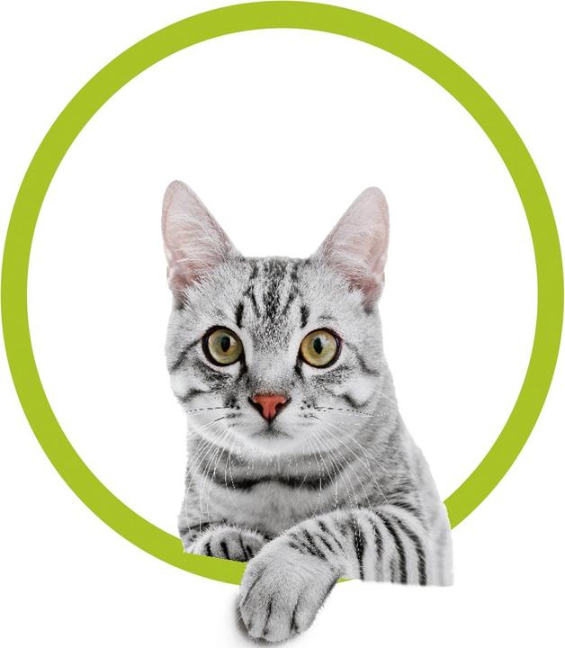 Actual product image MediaShop Flippity Fish (Catmint toy)