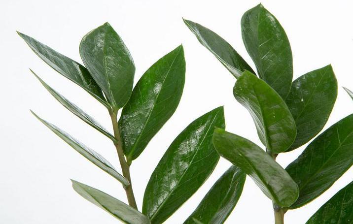 Produktbild VEG and the City Mandia (Glücksfeder Zamioculcas zamiofolia) (45 cm)
