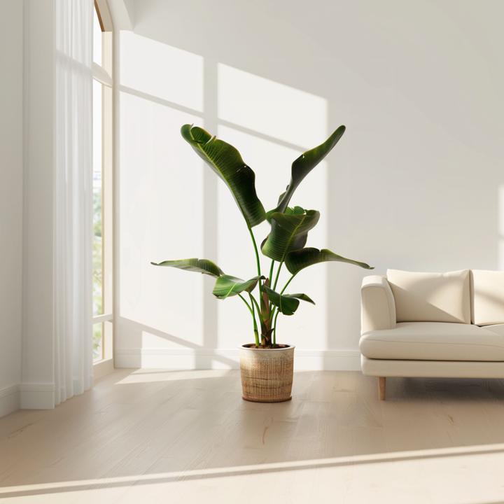Actual product image Plant in a Box Musa Dwarf Cavendish - Set of 2 banana plants (90 cm)
