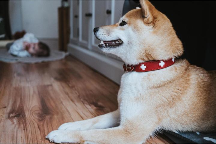 Immagine prodotto Hunter svizzero (Cane, Generale)