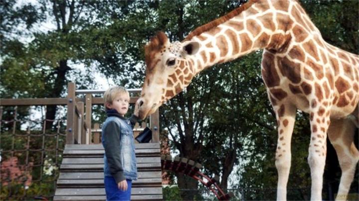 Immagine prodotto Plaion Il mio amico giraffa (DVD, 2017, Tedesco)