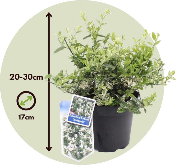Image du produit Plant in a Box Euonymus Harlequin - Set de 4 plantes de jardin (20 cm)