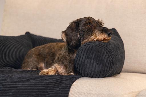 Produktbild Designed by Lotte Ribbed (Hund)