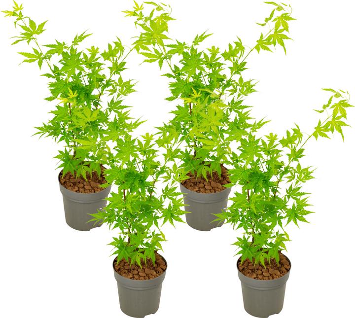 Immagine prodotto Plant in a Box Acer palmatum 'Going Green' - Acero giapponese (25 cm)