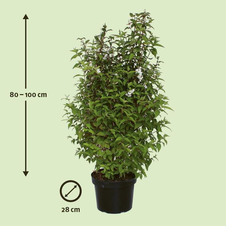 Immagine prodotto Zulauf Deutzie / Deutzia c. 'Pride of Rochester' (100 cm)