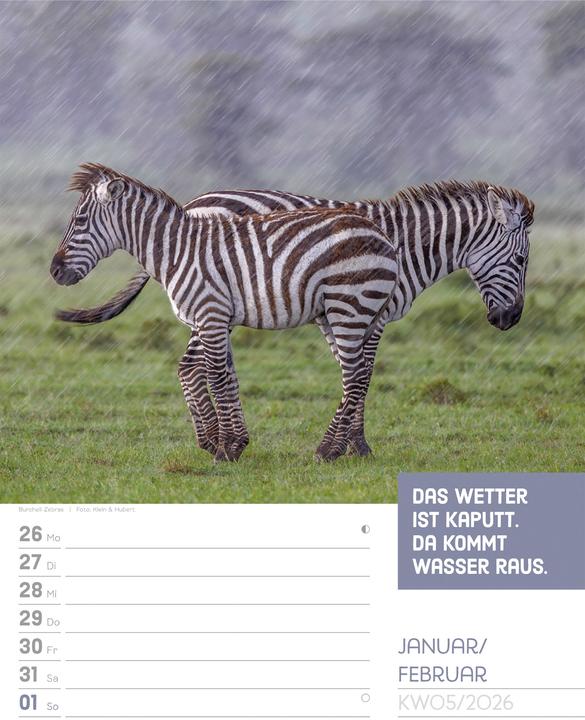 Produktbild Tierisch! Sprüchekalender - Wochenplaner Kalender 2026 (25 x 33 cm, Deutsch)