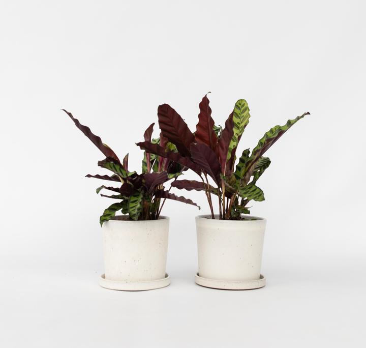 Produktbild Plant in a Box Calathea lancifolia - 2er Set Korbmarante (30 cm)