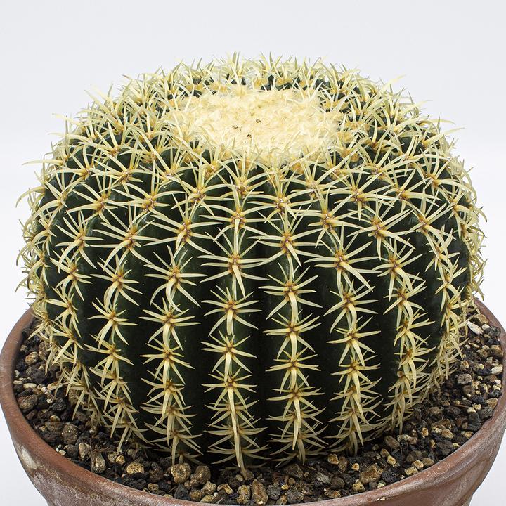 Actual product image Kakteen Gautschi Echinocactus grusonii brevispinus (20 cm)