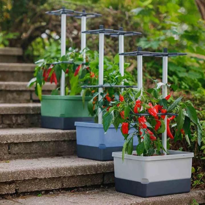 Actual product image Gusta Garden Charly Chili (35.35 cm)