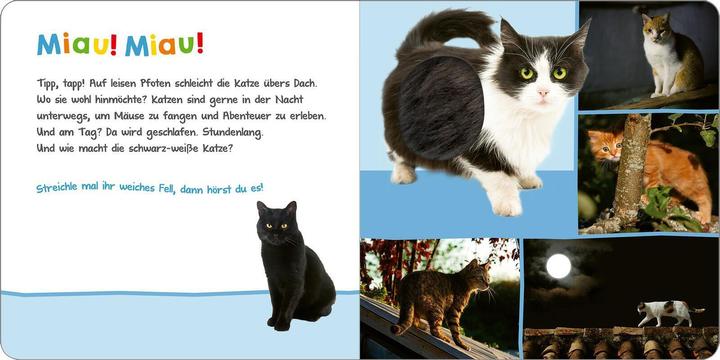 Produktbild Hör mal rein, wer kann das sein? - Tiere in der Nacht (Deutsch)