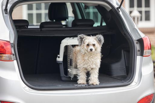Actual product image Karlie Nomad (Dog, Cat, Lockable)