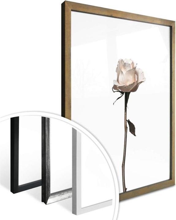 Actual product image Trenddeko The white rose (30 x 40 cm)