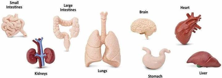 Actual product image Safari Human organs