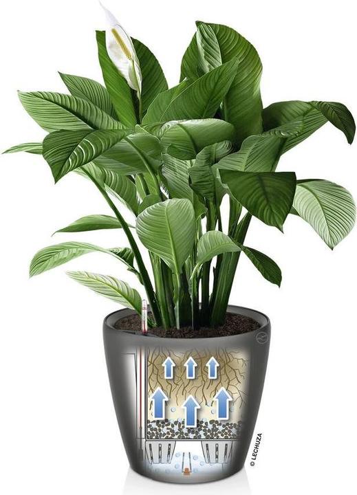 Image du produit Lechuza Classico (36 cm)
