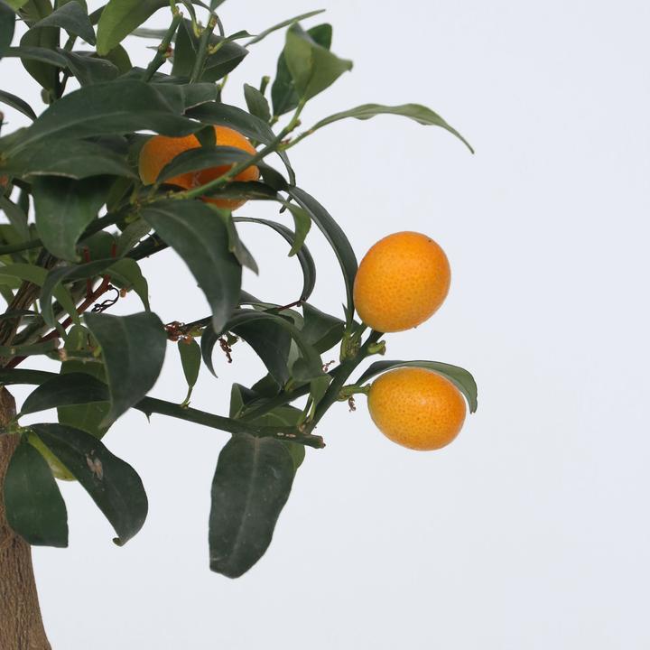 Produktbild Plant in a Box Citrus microcarpa fortunella Kumquat - (50 cm)