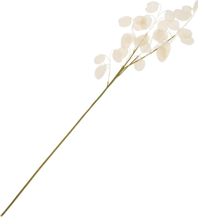Immagine prodotto DPI Ramo di Lunaria, L 71 cm