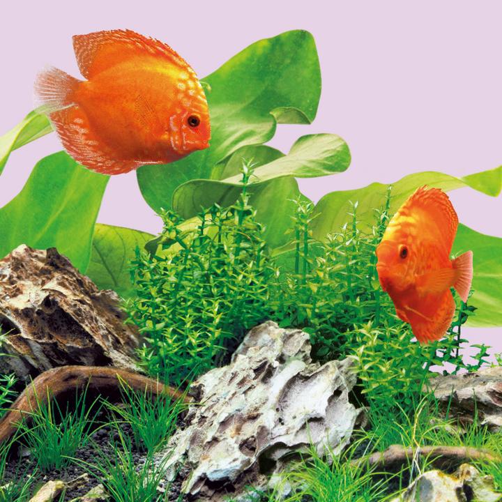Produktbild Juwel Aquarium LED Color (LED, 14 W)