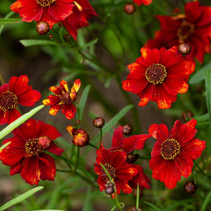 Produktbild Plant in a Box Dahlia - 6er Mischung Dahlien (10 cm)