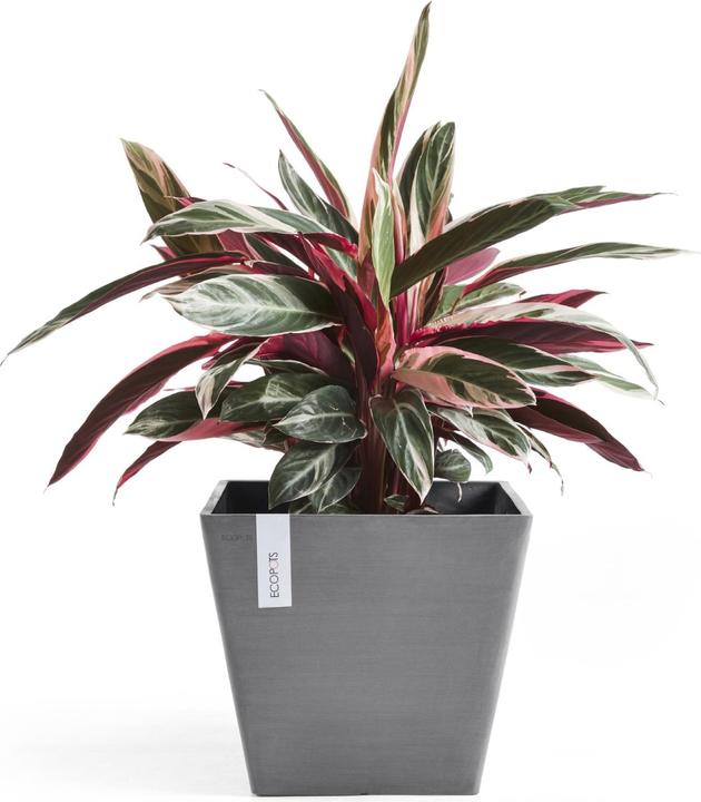 Actual product image Ecopots Rotterdam (40 cm)