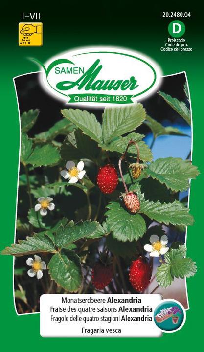 Actual product image Samen Mauser Month strawberry Alexandria (Fruit seed)