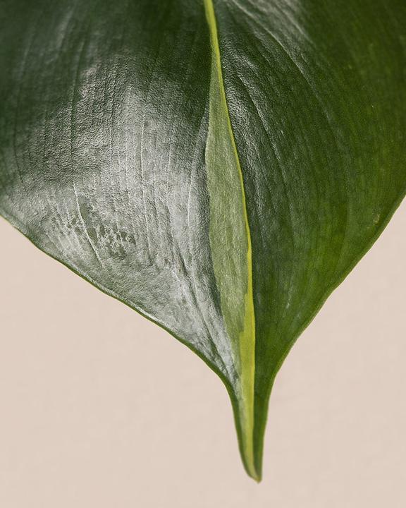 Produktbild feey Philodendron scandens Brasil (25 cm, Frisch umgetopft)