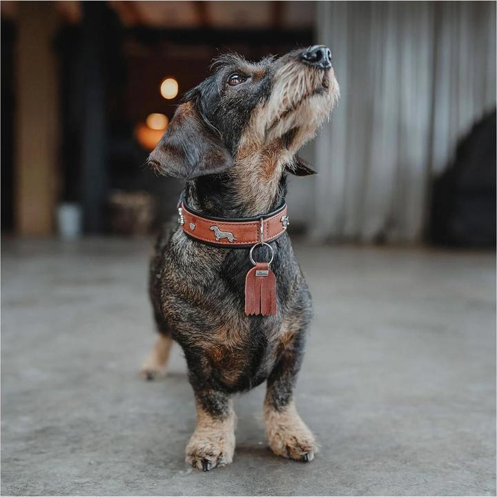 Actual product image Hunter Dachshund collar Munich 37/XS-S, cowhide leather (37, Dog, General)