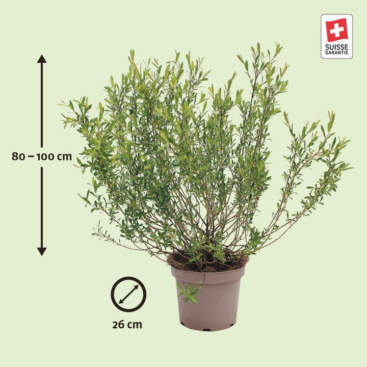 Produktbild Zulauf Purpur-Weide / Salix purpurea (100 cm)