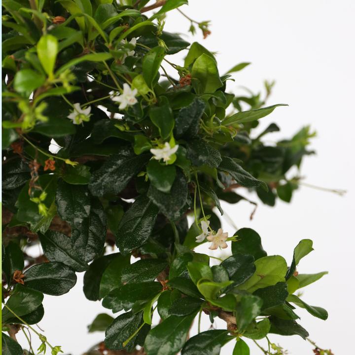 Actual product image Plant in a Box Carmona microphylla - Bonsaibaume (25 cm)
