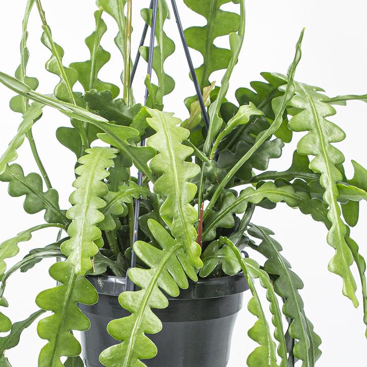 Produktbild Kakteen Gautschi Epiphyllum anguliger (14 cm)