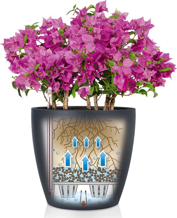 Actual product image Lechuza Classico 18 (19 cm)