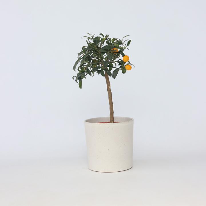 Produktbild Plant in a Box Citrus microcarpa fortunella Kumquat - (50 cm)