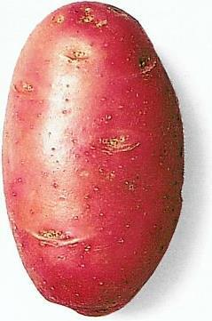 Actual product image Samen Mauser Saatkartoffel Désirée (Vegetable seeds)