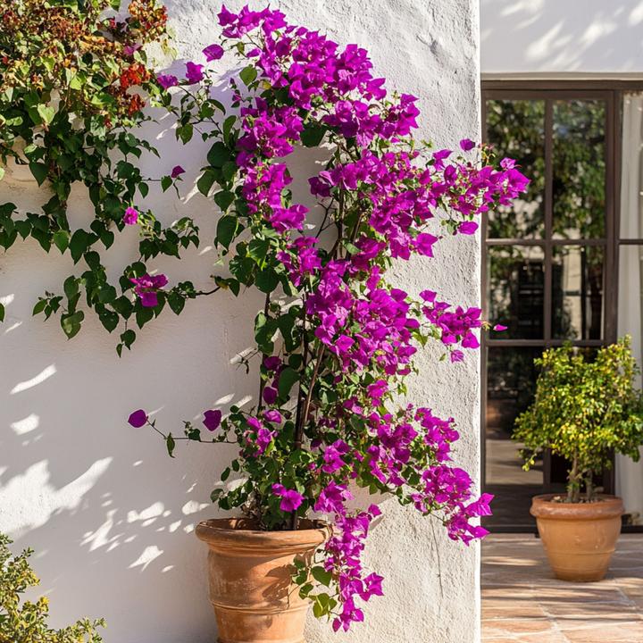 Produktbild Plant in a Box Bougainvillea 'Alexandra' (50 cm)