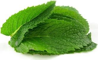 Samen Mauser Mojito et Hugo Mint (Graines d'herbes aromatiques)