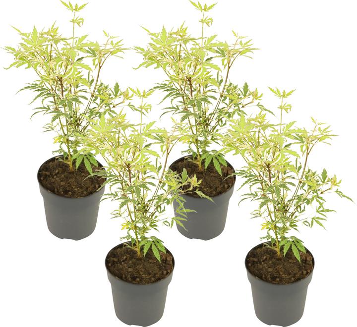 Produktbild Plant in a Box Acer palmatum 'Butterfly' - Ahorn Baum (25 cm)